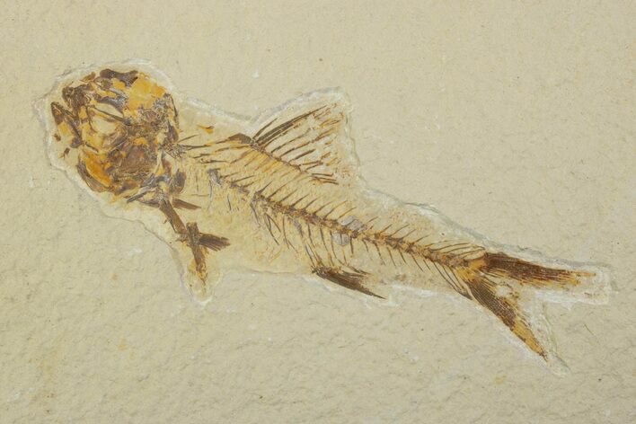 Fossil Fish (Amphiplaga) - Uncommon Species #373886